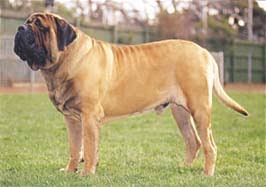 犬を家族に迎える前に